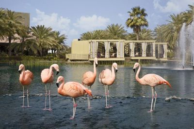 Book The Ritz Carlton Bahrain Manama Book Now With Almosafer